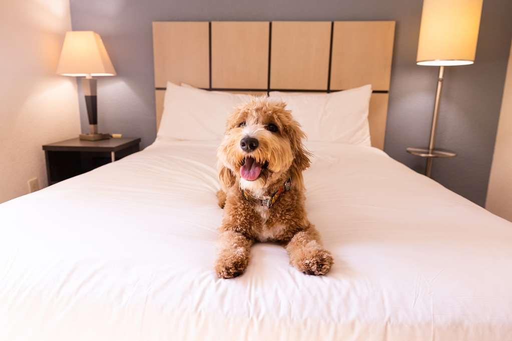 Sonesta Simply Suites Austin The Domain Area Camera foto